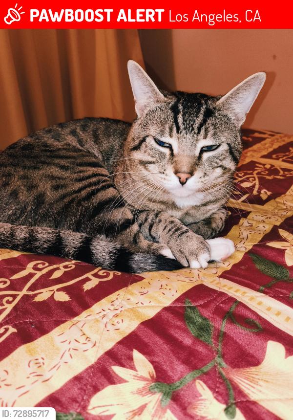 Lost Male Cat last seen Mar Vista Park , Los Angeles, CA 90066