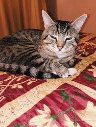 Lost Male Cat last seen Mar Vista Park , Los Angeles, CA 90066