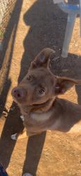 Lost Male Dog last seen On 71st between Peoria and Lewis, Tulsa, OK 74136