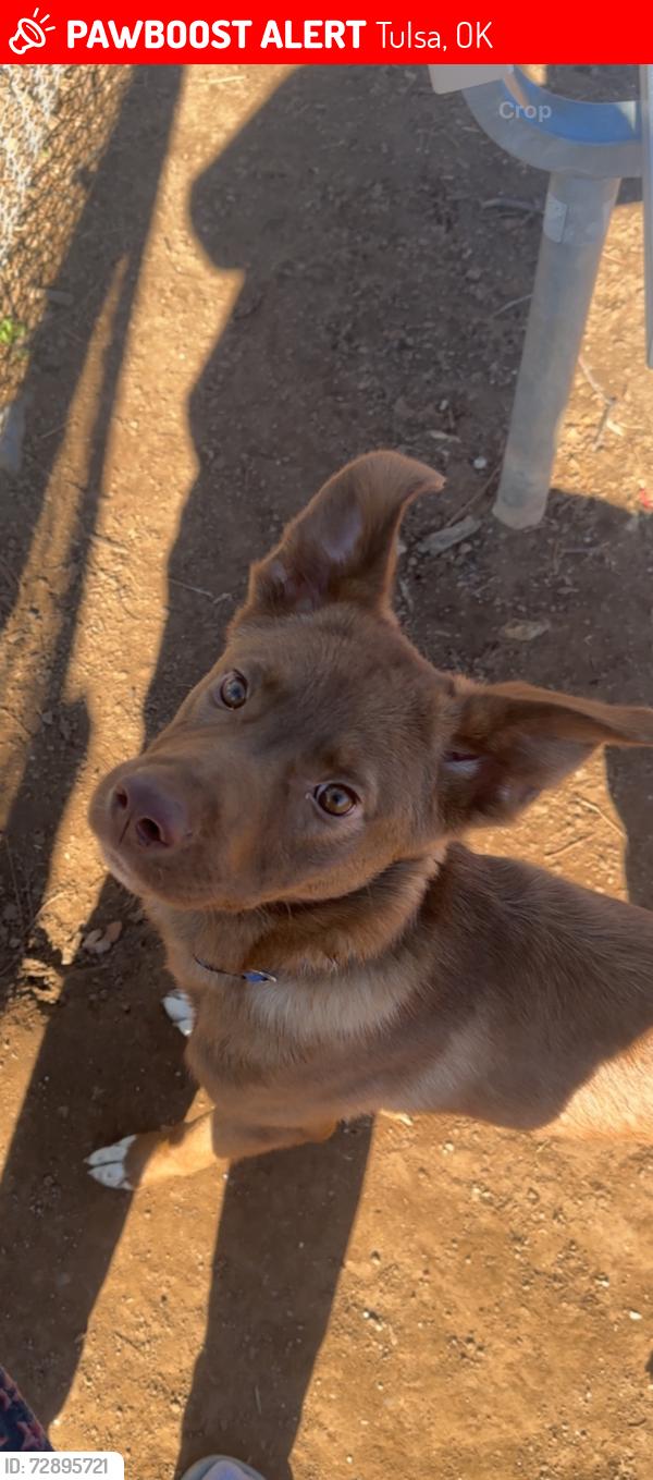 Lost Male Dog last seen On 71st between Peoria and Lewis, Tulsa, OK 74136