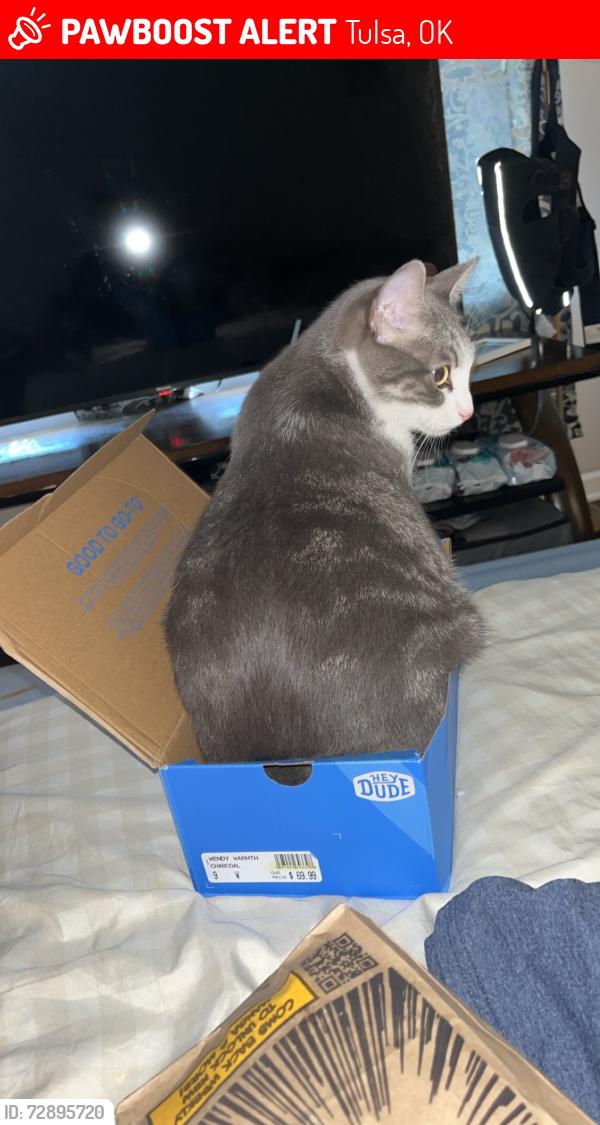 Lost Male Cat last seen 23rd and sw blvd, Tulsa, OK 74107