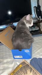 Lost Male Cat last seen 23rd and sw blvd, Tulsa, OK 74107