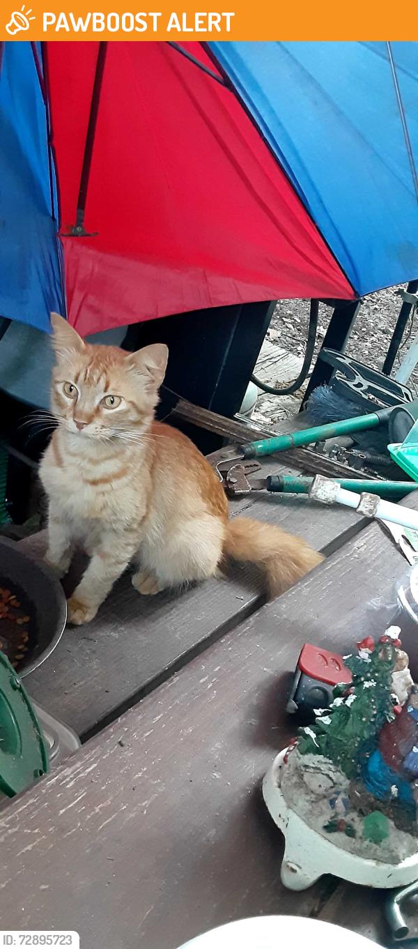 Found/Stray Unknown Cat last seen N Loop Rd and Blanche Lane, Escambia County, FL 32507