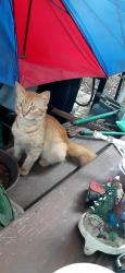Found/Stray Unknown Cat last seen N Loop Rd and Blanche Lane, Escambia County, FL 32507