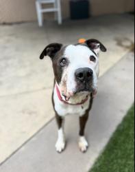 Shelter Stray Male Dog last seen Near Dwight Street, San Diego, CA, 92105, San Diego, CA 92110
