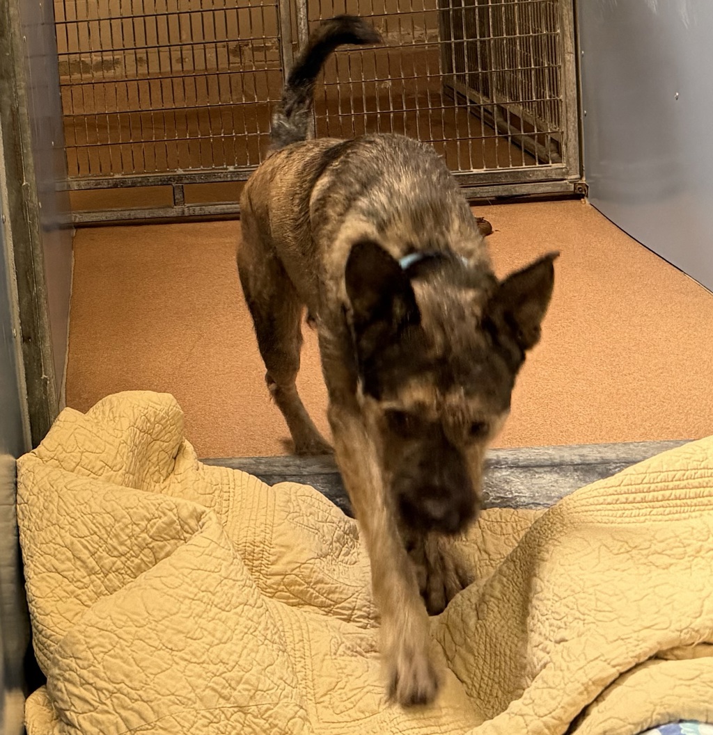 Shelter Stray Male Dog last seen Near Altaview Drive, San Diego, CA, 92139, San Diego, CA 92110