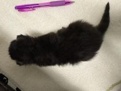 Shelter Stray Male Cat last seen Near Linwood Street, San Diego, CA, 92103, Oceanside, CA 92058