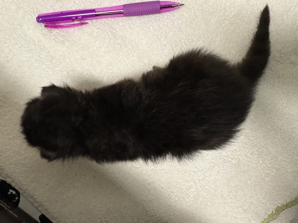 Shelter Stray Male Cat last seen Near Linwood Street, San Diego, CA, 92103, Oceanside, CA 92058