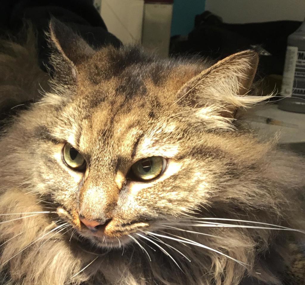 Shelter Stray Female Cat last seen Near La Moree Road, San Marcos, CA, 92078, Escondido, CA 92027