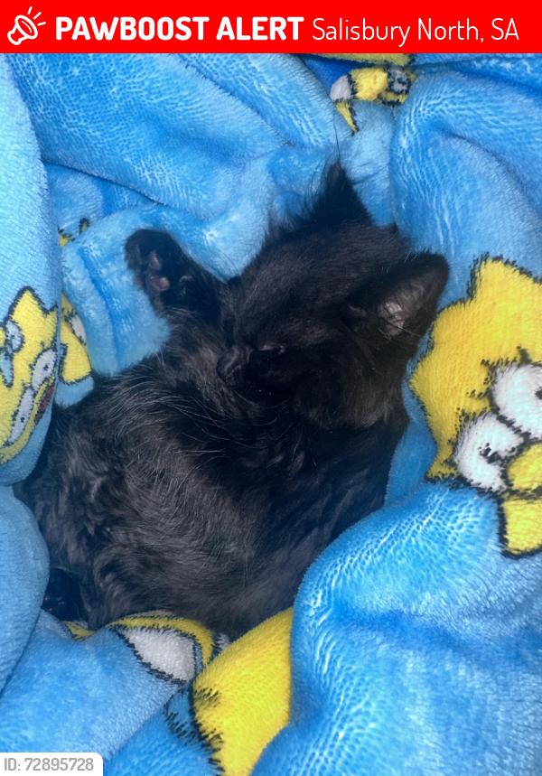 Lost Unknown Cat last seen Near , Salisbury North, SA 5108