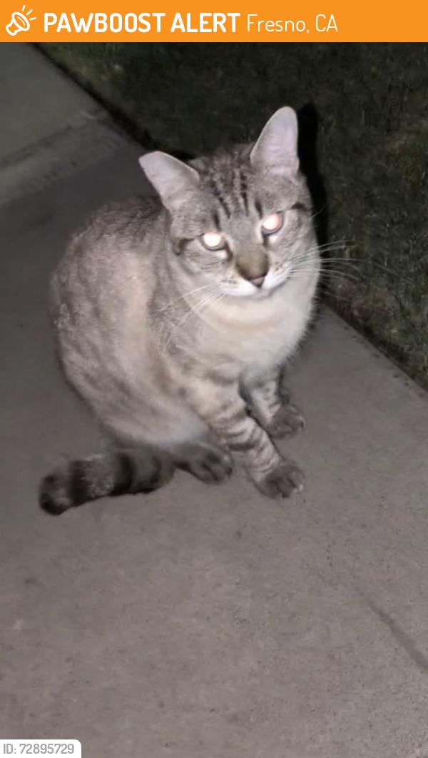 Found/Stray Unknown Cat last seen Fresno and Shaw / luxe east apmts , Fresno, CA 93710