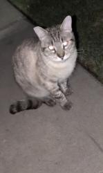 Found/Stray Unknown Cat last seen Fresno and Shaw / luxe east apmts , Fresno, CA 93710