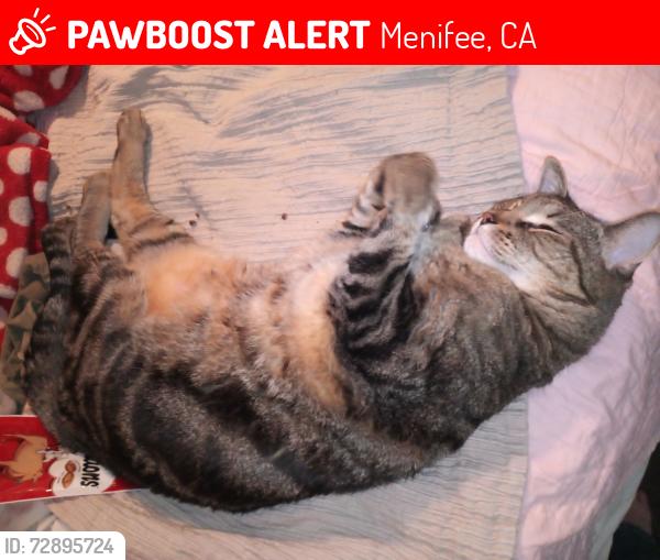 Lost Male Cat last seen Near Sherman Road Menifee Ca, Menifee, CA 92584