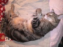 Lost Male Cat last seen Near Sherman Road Menifee Ca, Menifee, CA 92584