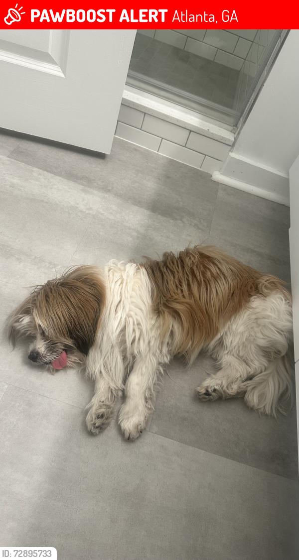 Lost Female Dog last seen Lennox Mall Parking Deck, Atlanta, GA 30326