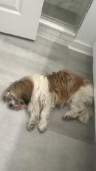 Lost Female Dog last seen Lennox Mall Parking Deck, Atlanta, GA 30326