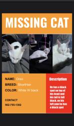 Lost Male Cat last seen Near George Washington carver park , Los Angeles, CA 90059