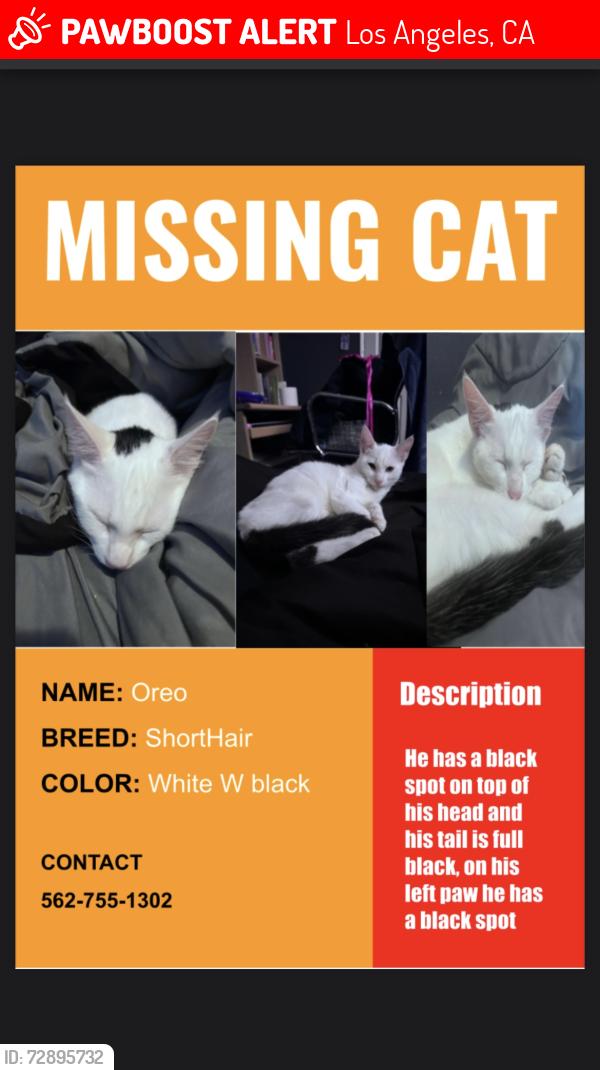 Lost Male Cat last seen Near George Washington carver park , Los Angeles, CA 90059