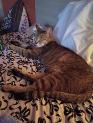 Reunited Unknown Cat last seen Near Fremont Blvd, Fremont, CA 94555, Fremont, CA 94555
