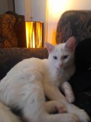 Reunited Male Cat last seen Silver Rd , Norfolk, England NR3