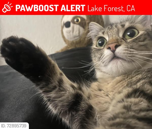 Lost Female Cat last seen Last seen around 21011 Osterman Rd Lake forest CA, Lake Forest, CA 92630