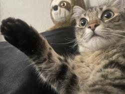 Lost Female Cat last seen Last seen around 21011 Osterman Rd Lake forest CA, Lake Forest, CA 92630