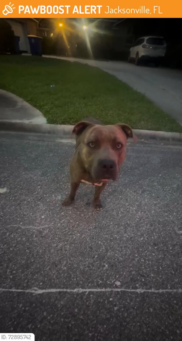 Found/Stray Male Dog last seen Boat Club Drive/Edenfield Road , Jacksonville, FL 32277