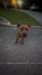 Found/Stray Male Dog last seen Boat Club Drive/Edenfield Road , Jacksonville, FL 32277