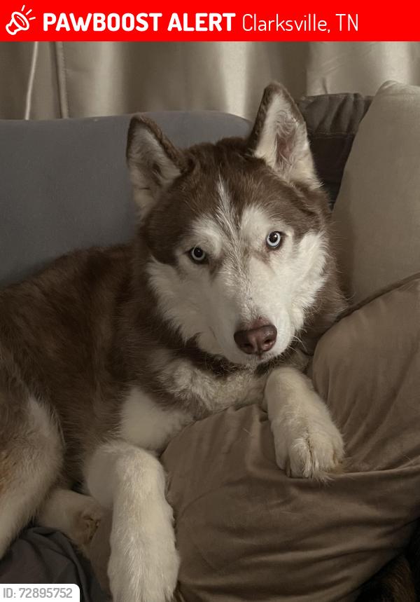 Lost Male Dog last seen Granny White , Clarksville, TN 37040