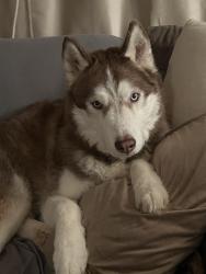 Lost Male Dog last seen Granny White , Clarksville, TN 37040