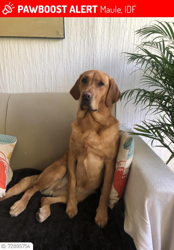 Lost Female Dog last seen Near Avenue du pré rollet, Maule, IDF 78580