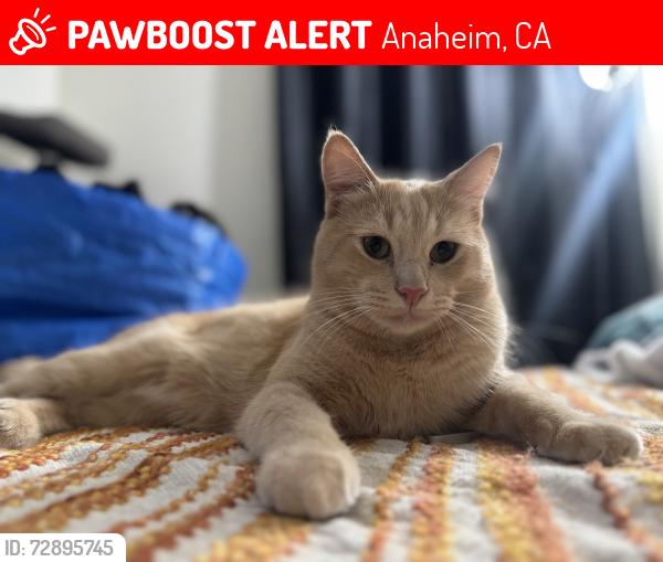 Lost Male Cat last seen S Western Ave & W Ball Rd, Anaheim, CA 92804