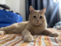 Lost Male Cat last seen S Western Ave & W Ball Rd, Anaheim, CA 92804