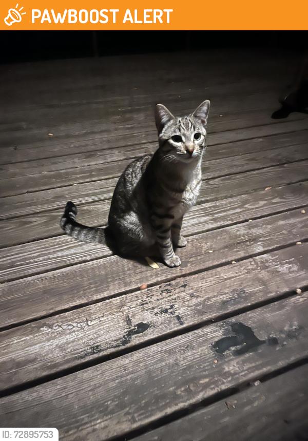 Found/Stray Unknown Cat last seen Beaver Springs Drive and Springcreek, Belvidere Township, IL 61008