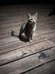 Found/Stray Unknown Cat last seen Beaver Springs Drive and Springcreek, Belvidere Township, IL 61008