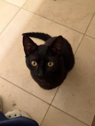 Found/Stray Female Cat last seen renton talbot hill, Renton, WA 98055