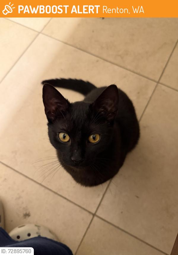 Found/Stray Female Cat last seen renton talbot hill, Renton, WA 98055