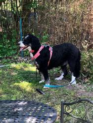 Reunited Female Dog last seen Twin Lear / Dark Hollow, Tinicum Township, PA 18947