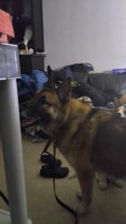 Lost Male Dog last seen Ceevee circle Muir Way an Broadway , Sacramento, CA 95818