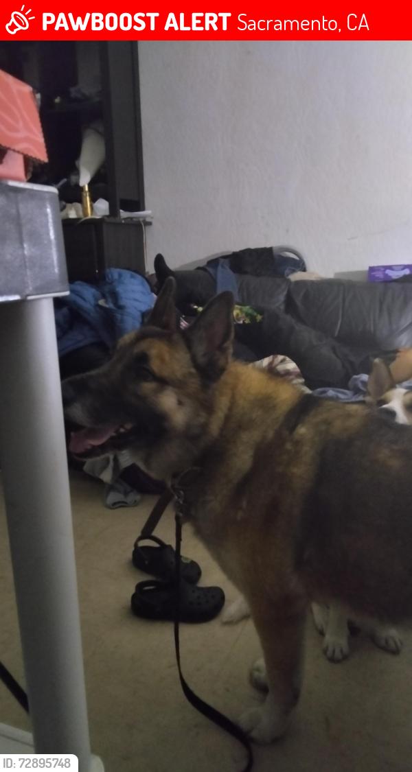 Lost Male Dog last seen Ceevee circle Muir Way an Broadway , Sacramento, CA 95818