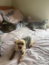 Lost Male Dog last seen Back gate side of Lawson street, Richmond, VA 23224