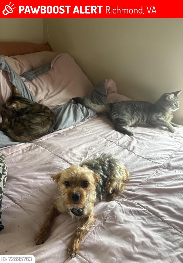 Lost Male Dog last seen Back gate side of Lawson street, Richmond, VA 23224