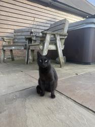 Found/Stray Female Cat last seen Four Marks Train Station, Four Marks, England GU34