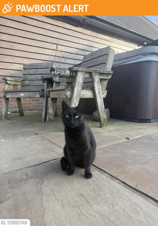 Found/Stray Female Cat last seen Four Marks Train Station, Four Marks, England GU34