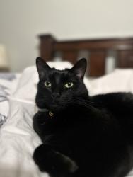 Lost Male Cat last seen Kameruka st, Calamvale, 4116, Calamvale, QLD 4116