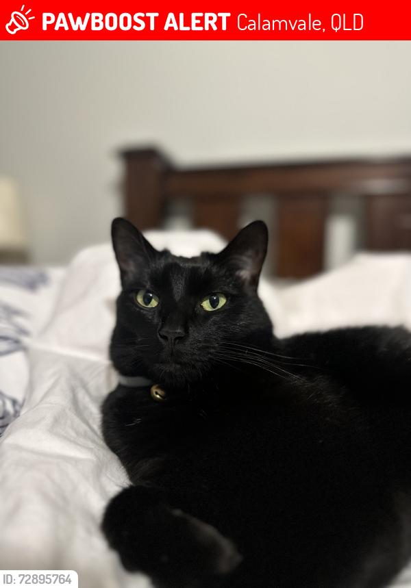 Lost Male Cat last seen Kameruka st, Calamvale, 4116, Calamvale, QLD 4116