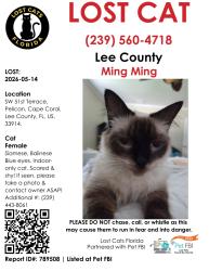 Lost Female Cat last seen Sw 51 terr and sw 51 st, Cape Coral, FL 33914