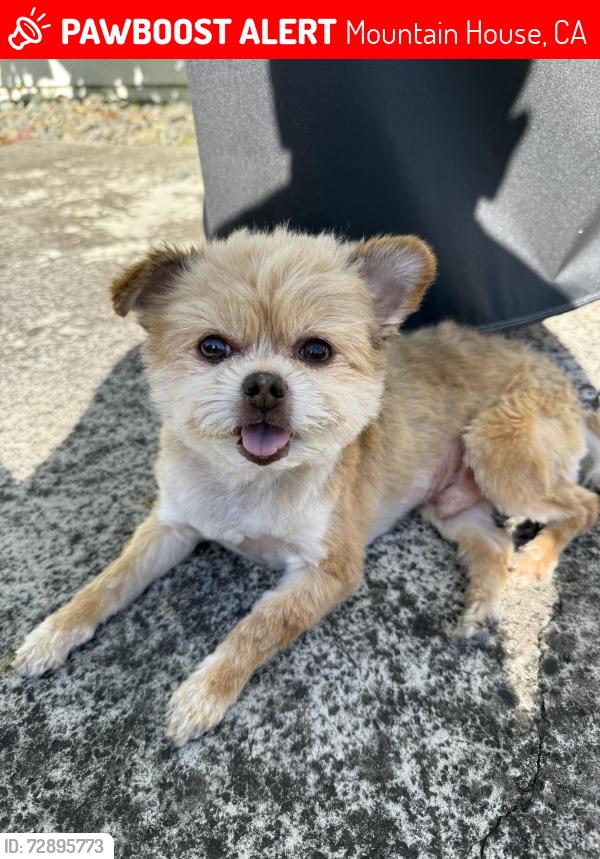 Lost Male Dog last seen Near W Mozart Ct. Mountain hse, CA, Mountain House, CA 95391