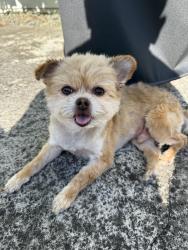 Lost Male Dog last seen Near W Mozart Ct. Mountain hse, CA, Mountain House, CA 95391