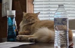 Reunited Male Cat last seen Little Creek Road, Cedar Hill, TX 75104